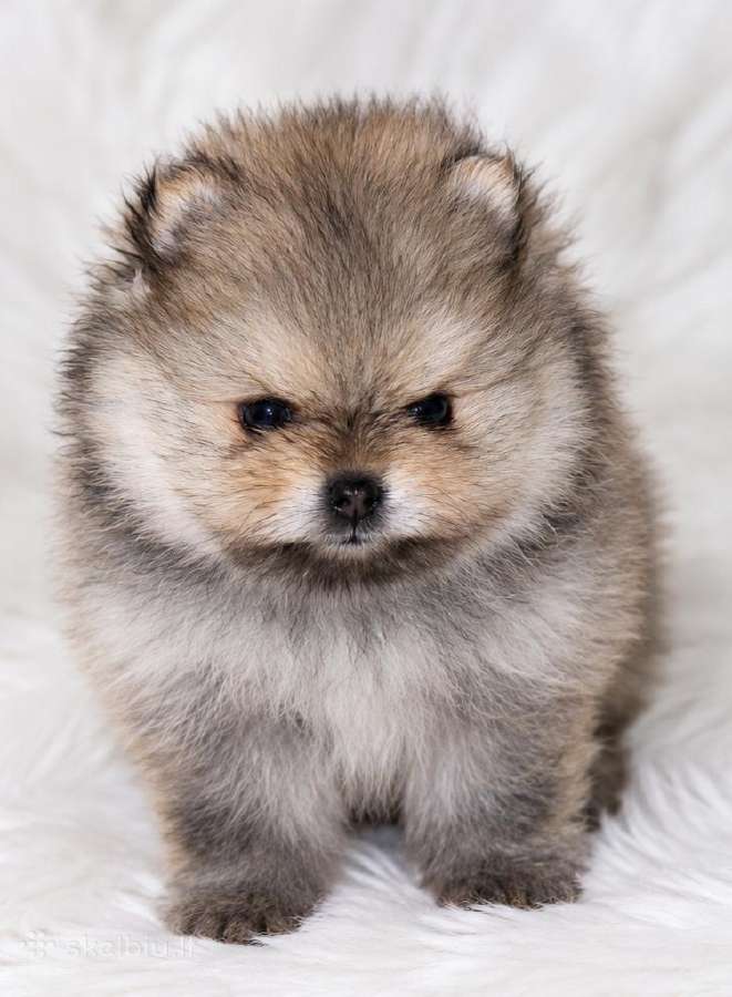 Parduodamas Pomeranijos špicų patinėlis - nuotraukos Nr. 4