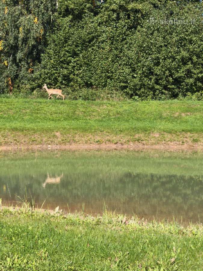 1,33ha sklypas prie Šiaulių jūros - nuotraukos Nr. 35