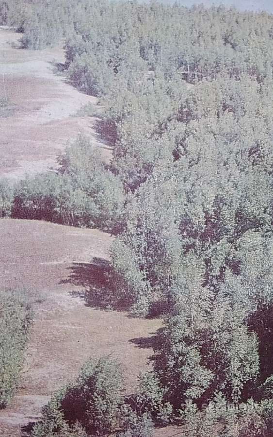 Kuršių nerija - nuotraukos Nr. 5