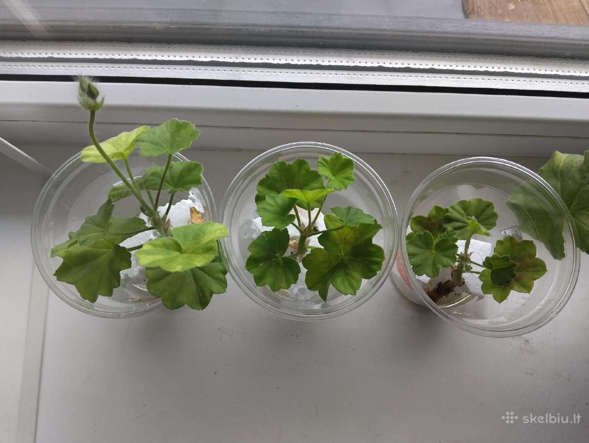 Pelargonijos daigai (Millfield rose) - nuotraukos Nr. 2