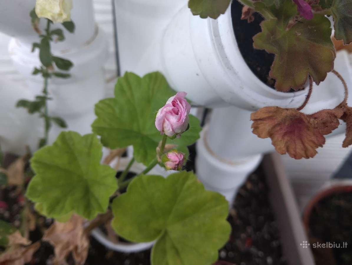 Pelargonijos daigai (Millfield rose) - nuotraukos Nr. 3