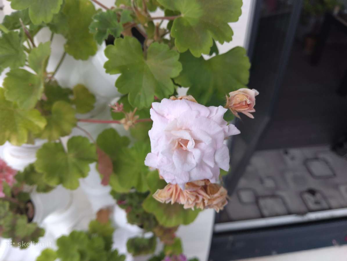 Pelargonijos daigai (Millfield rose) - nuotraukos Nr. 4