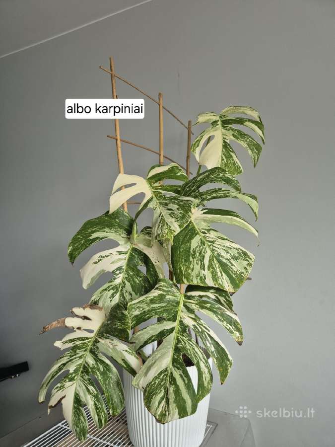 Visi augalai iki 5€ - nuotraukos Nr. 3