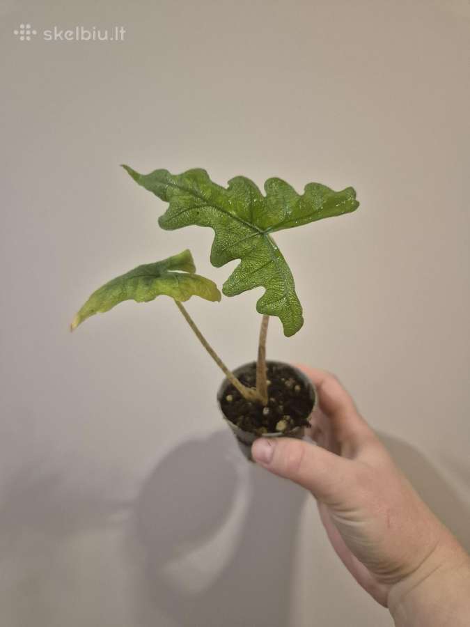Visi augalai iki 5€ - nuotraukos Nr. 5