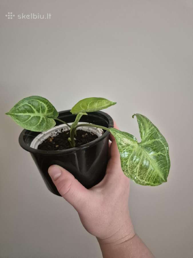 Visi augalai iki 5€ - nuotraukos Nr. 8