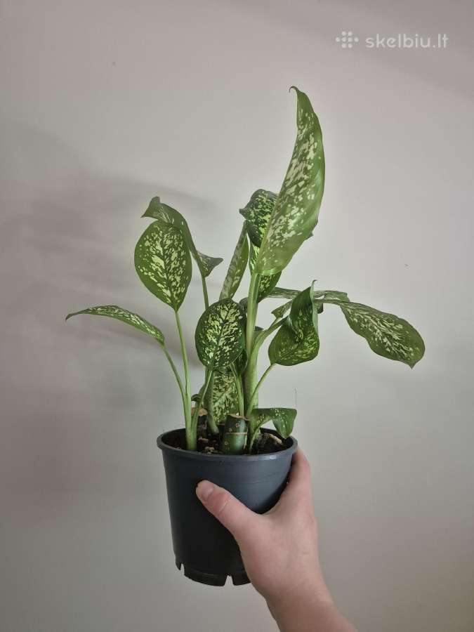 Visi augalai iki 5€ - nuotraukos Nr. 9