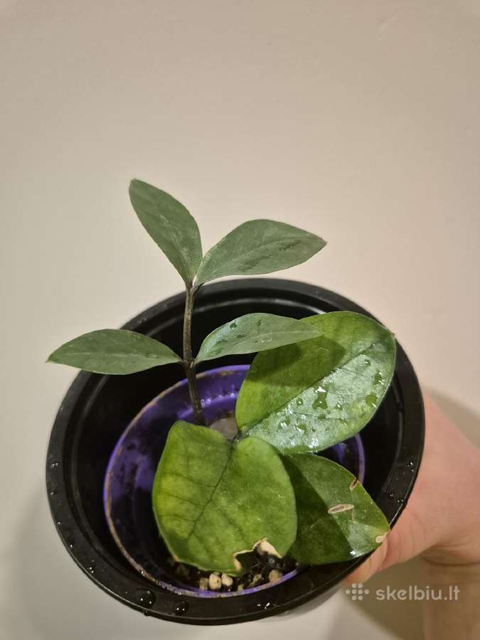 Visi augalai iki 5€ - nuotraukos Nr. 12