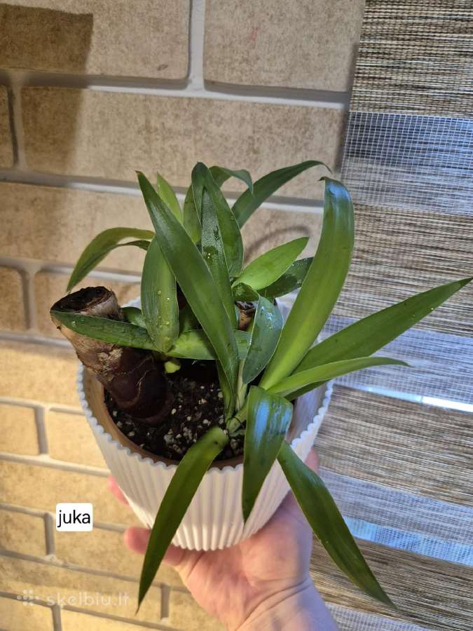 Visi augalai iki 5€ - nuotraukos Nr. 14