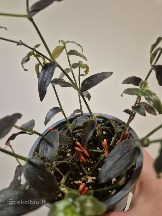 Visi augalai iki 5€ - nuotraukos Nr. 21