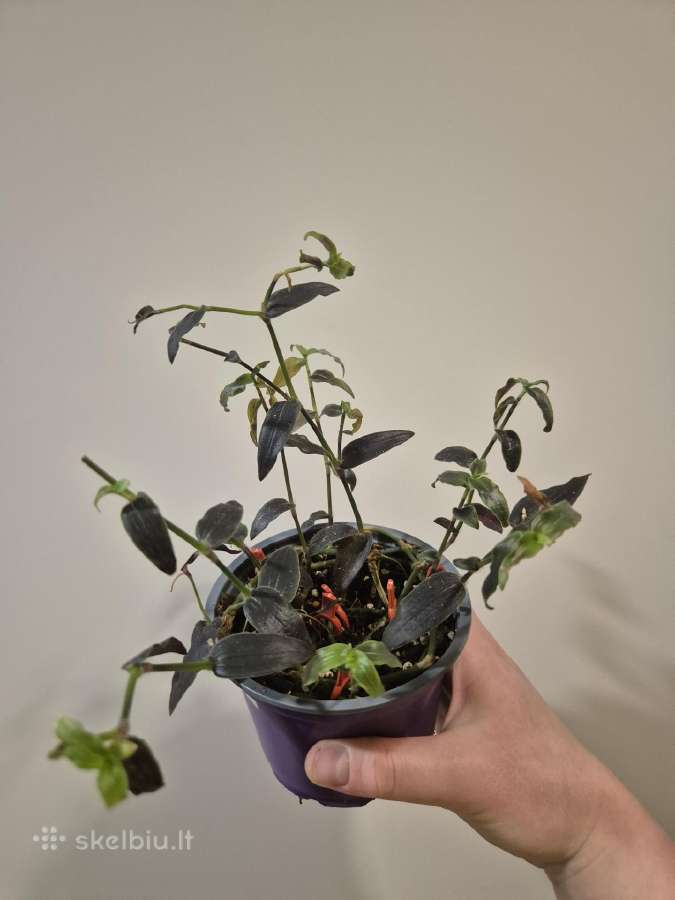 Visi augalai iki 5€ - nuotraukos Nr. 22