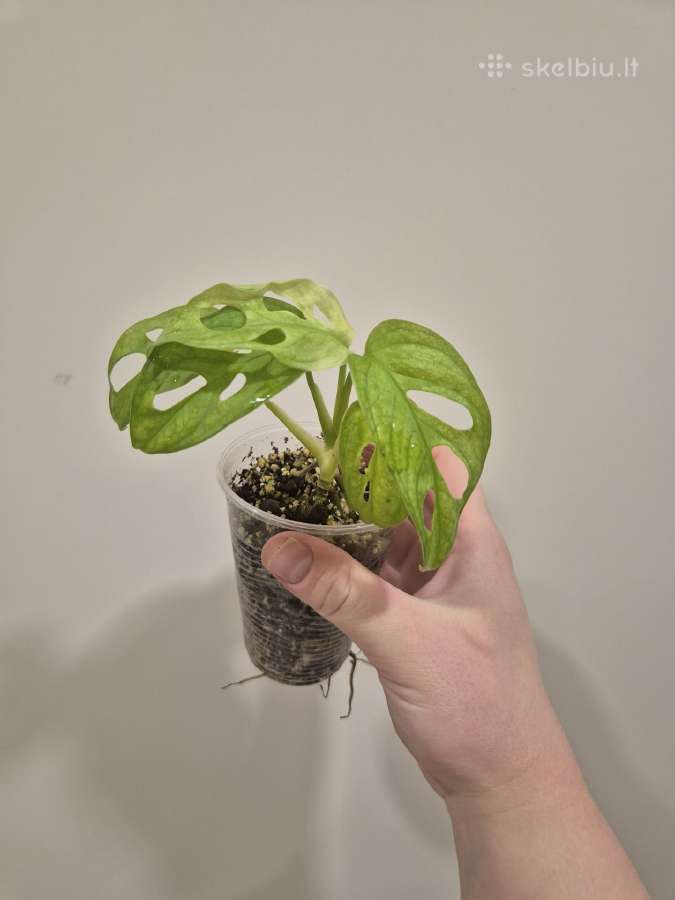 Visi augalai iki 5€ - nuotraukos Nr. 23