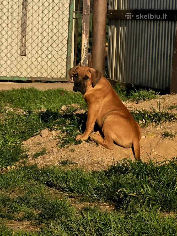 Presa canario.liko berniukas ir mergaite - nuotraukos Nr. 2