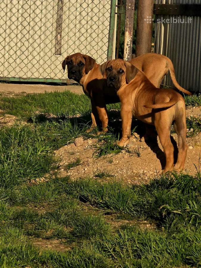 Presa canario.liko berniukas ir mergaite - nuotraukos Nr. 3