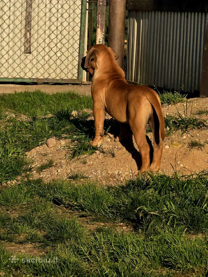 Presa canario.liko berniukas ir mergaite - nuotraukos Nr. 4