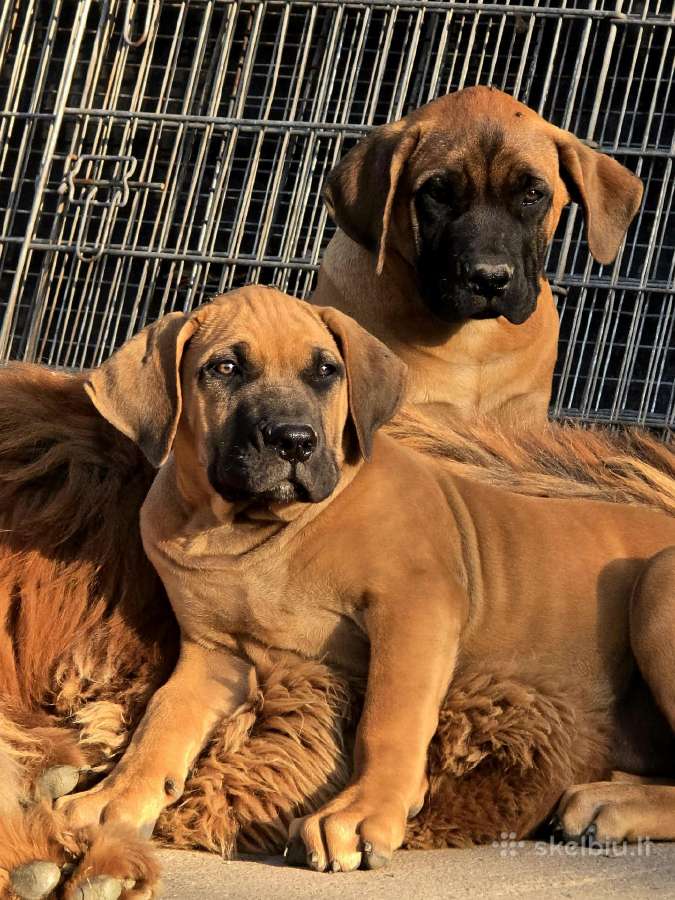Presa canario.liko berniukas ir mergaite - nuotraukos Nr. 5