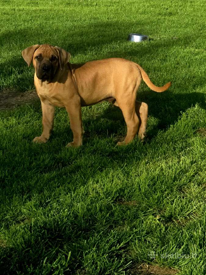 Presa canario.liko berniukas ir mergaite - nuotraukos Nr. 6