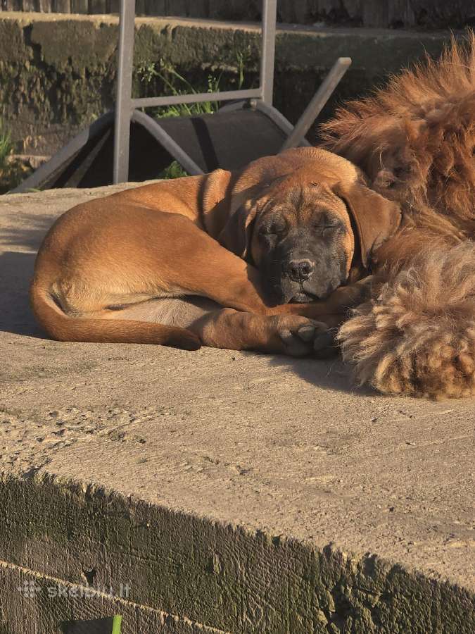 Presa canario.liko berniukas ir mergaite - nuotraukos Nr. 7