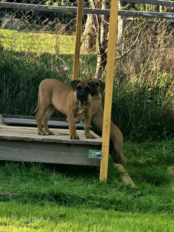 Presa canario.liko berniukas ir mergaite - nuotraukos Nr. 8