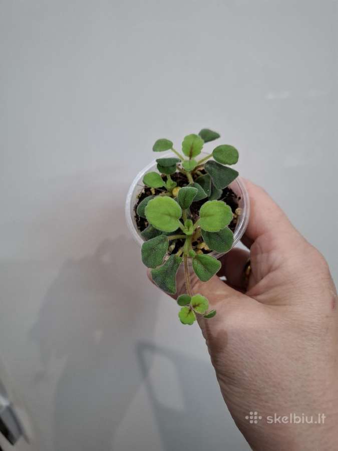 Episcia Alsobia - nuotraukos Nr. 2