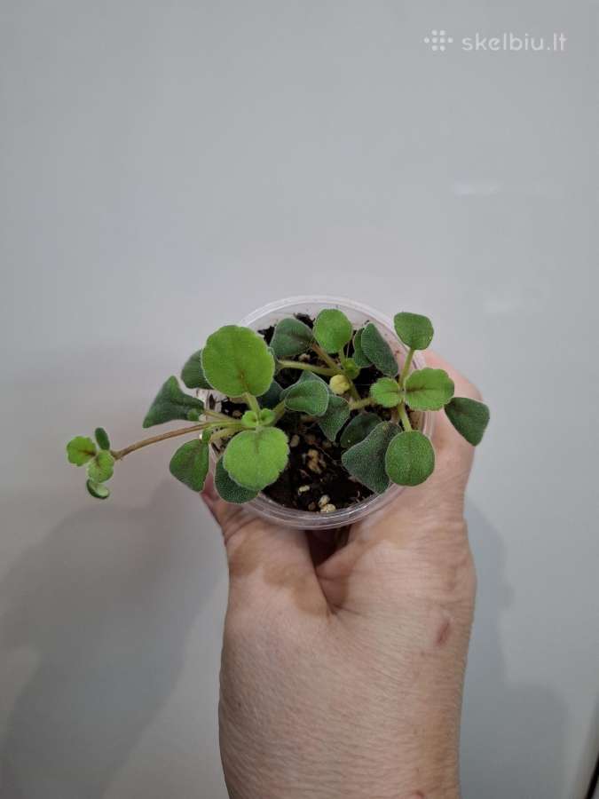 Episcia Alsobia - nuotraukos Nr. 3
