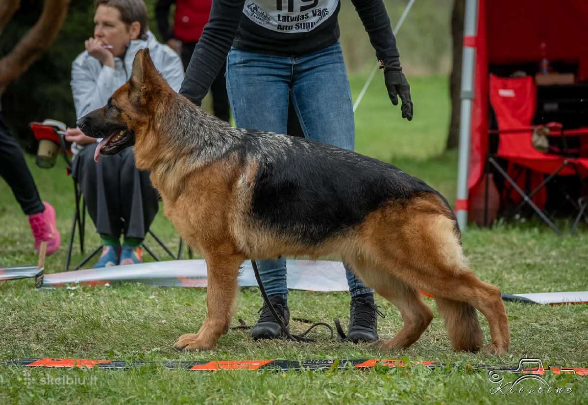 Vokiečių aviganiai su kilmės dokumentais - nuotraukos Nr. 3
