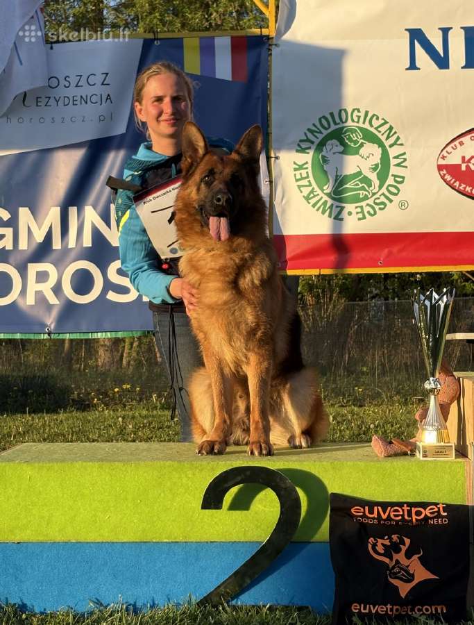 Vokiečių aviganiai su kilmės dokumentais - nuotraukos Nr. 6