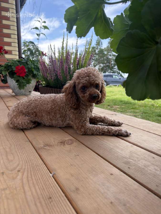 Toy pudelis - nuotraukos Nr. 13