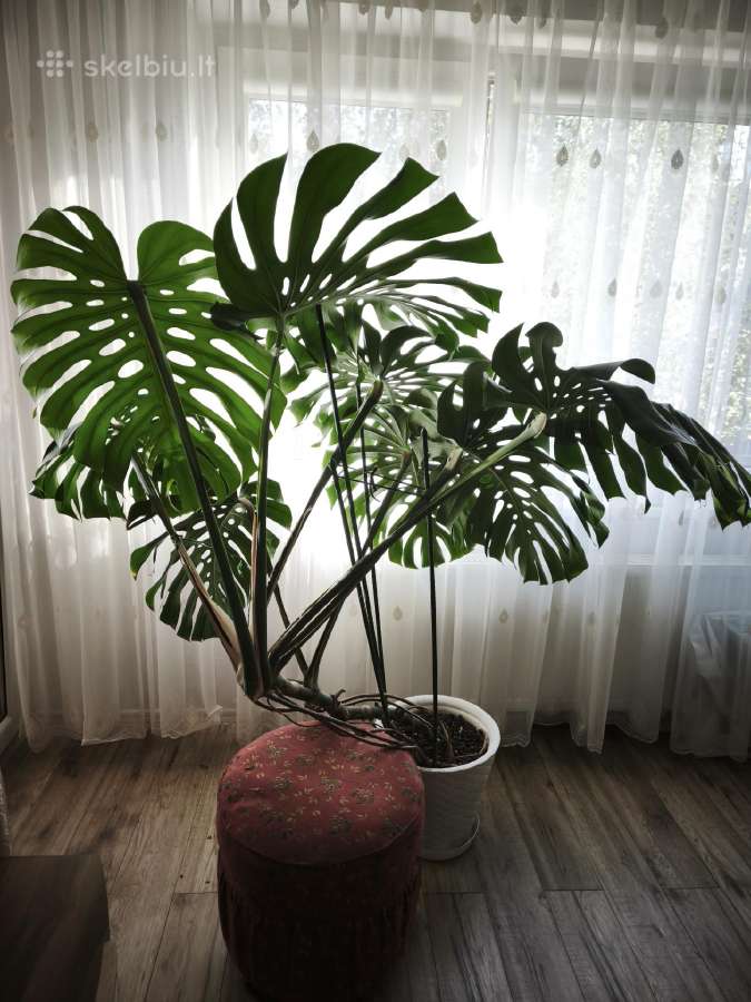 Parduodamos kambarinės geles - nuotraukos Nr. 2