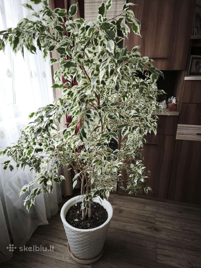 Parduodamos kambarinės geles - nuotraukos Nr. 5