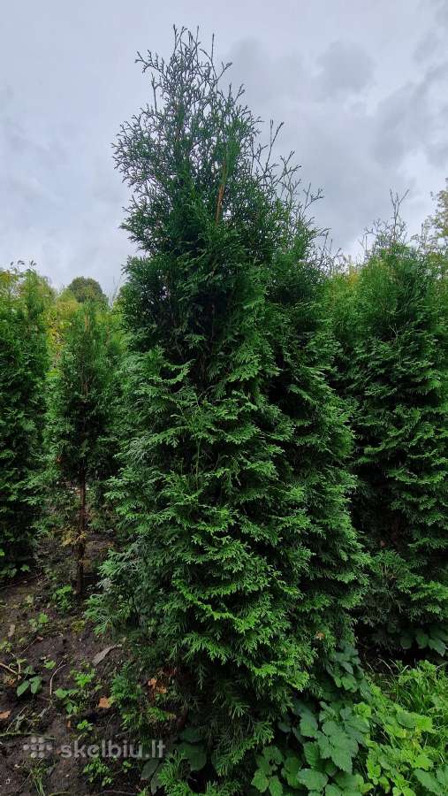 Tujos 200 cm Kretingoje - nuotraukos Nr. 2