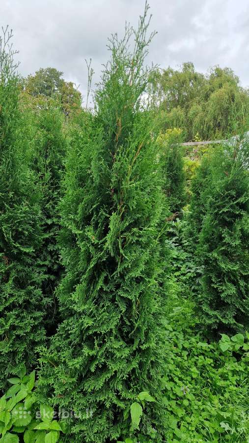Tujos 200 cm Kretingoje - nuotraukos Nr. 4