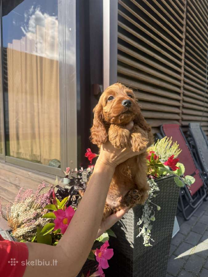 Cockapoo du berniukas - nuotraukos Nr. 3