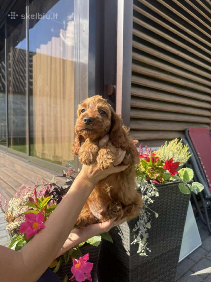 Cockapoo du berniukas - nuotraukos Nr. 2