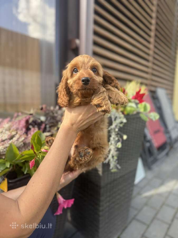 Cockapoo du berniukas - nuotraukos Nr. 4
