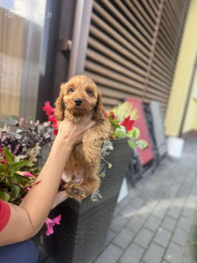 Cockapoo du berniukas - nuotraukos Nr. 5