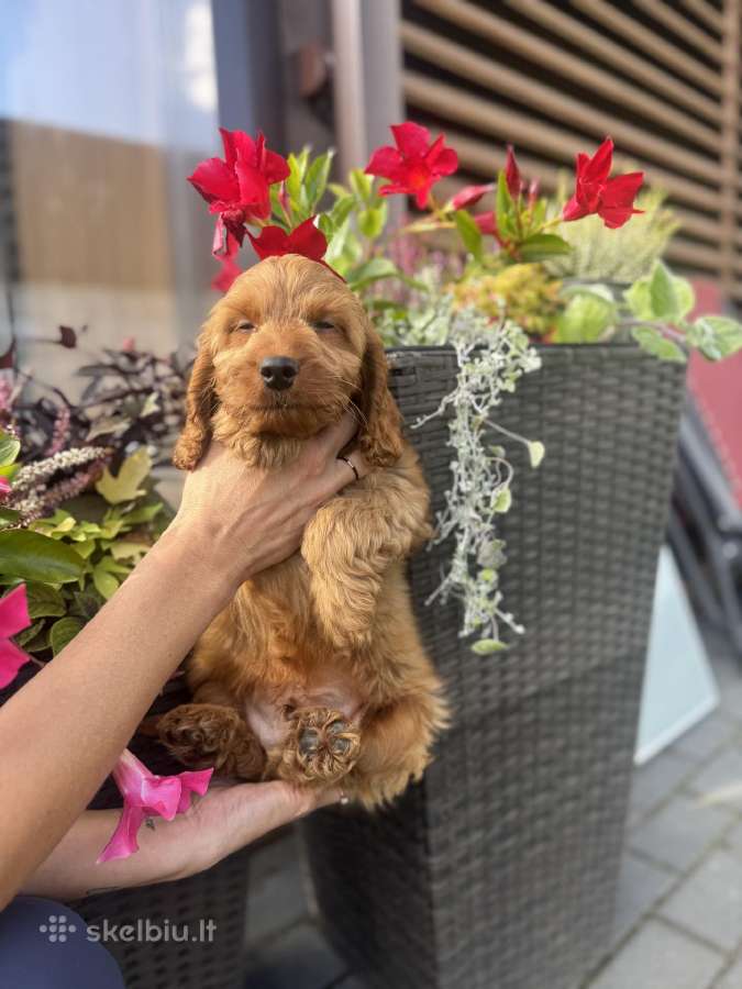 Cockapoo du berniukas - nuotraukos Nr. 6