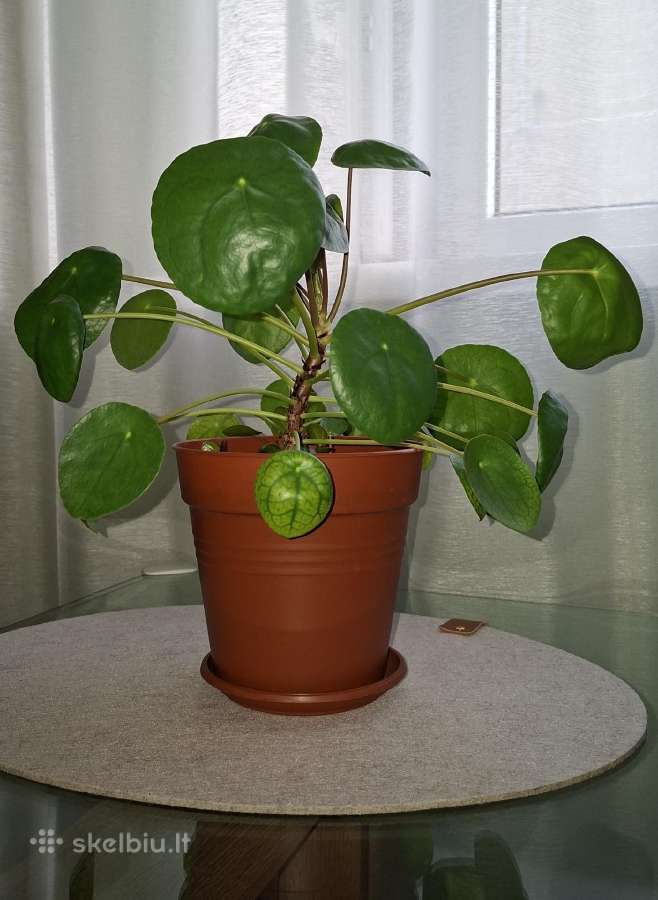Pilea peperomioides - nuotraukos Nr. 2
