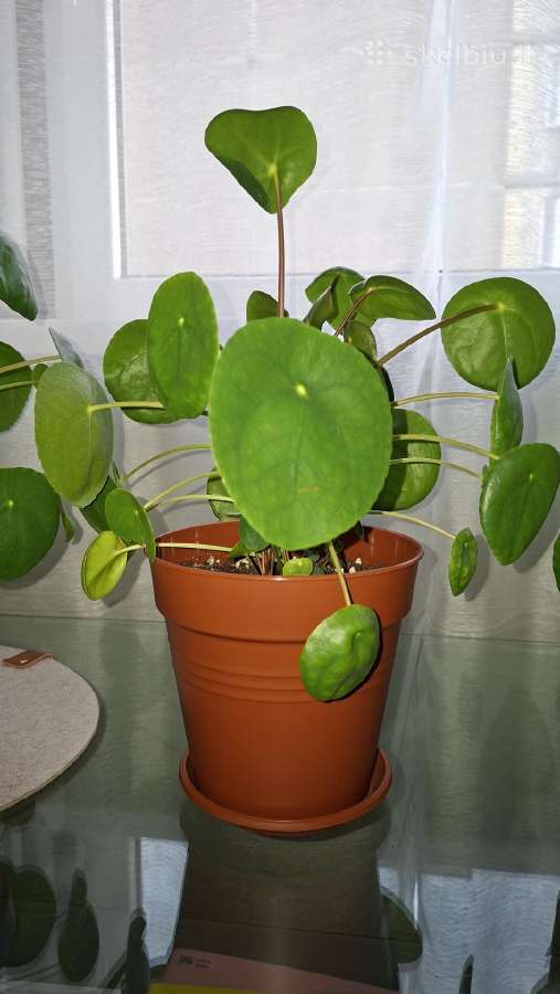 Pilea peperomioides - nuotraukos Nr. 3