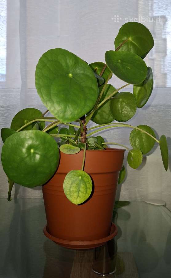 Pilea peperomioides - nuotraukos Nr. 4