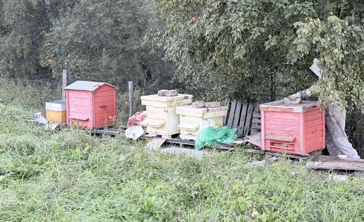 Parduodami aviliai - nuotraukos Nr. 2