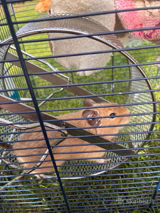 Čilės voveraitė, Degu - nuotraukos Nr. 2
