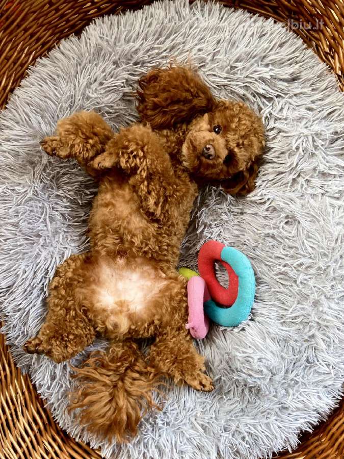 Toy pudeliukai - nuotraukos Nr. 11