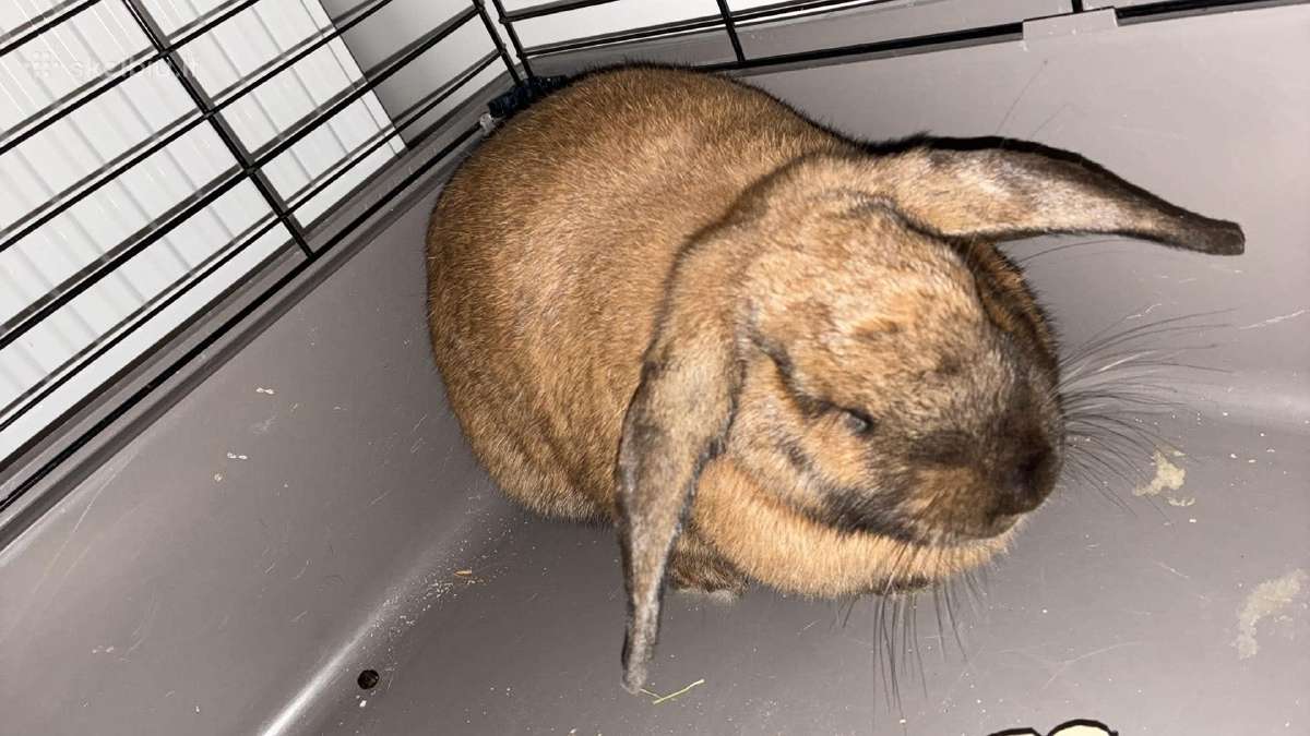 Čilės voveraitė, Degu - nuotraukos Nr. 4