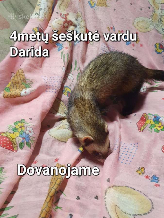 Šeškas patelė - nuotraukos Nr. 2