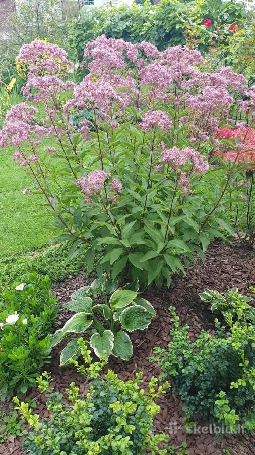 Melsve,rudbekija, silinge,ramune,vilkdalgiai - nuotraukos Nr. 24
