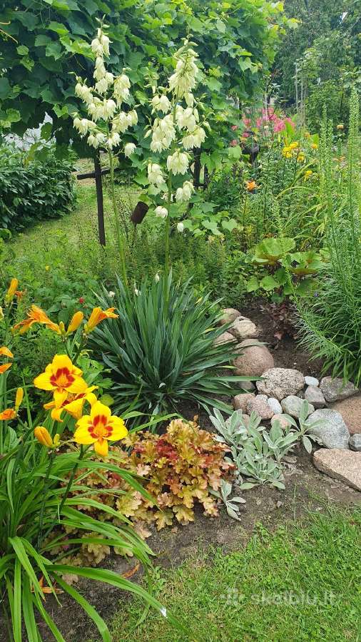 Melsve,rudbekija, silinge,ramune,vilkdalgiai - nuotraukos Nr. 26