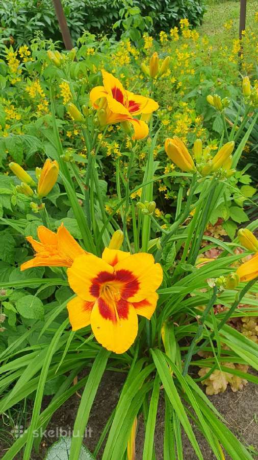 Melsve,rudbekija, silinge,ramune,vilkdalgiai - nuotraukos Nr. 27