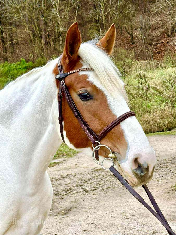 Parduodama kumelė - nuotraukos Nr. 2