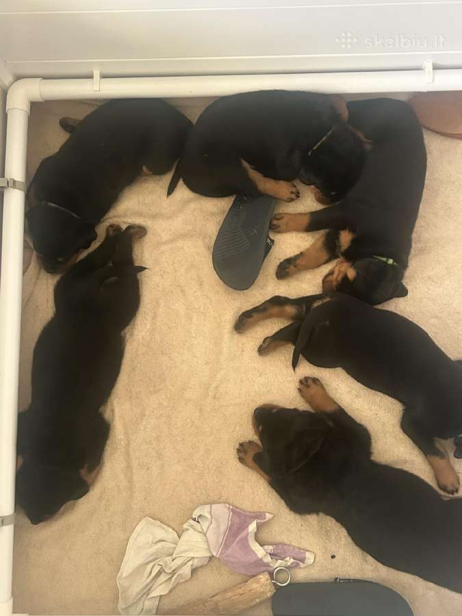 Parduodami rotveileriai su dokumentais - nuotraukos Nr. 2