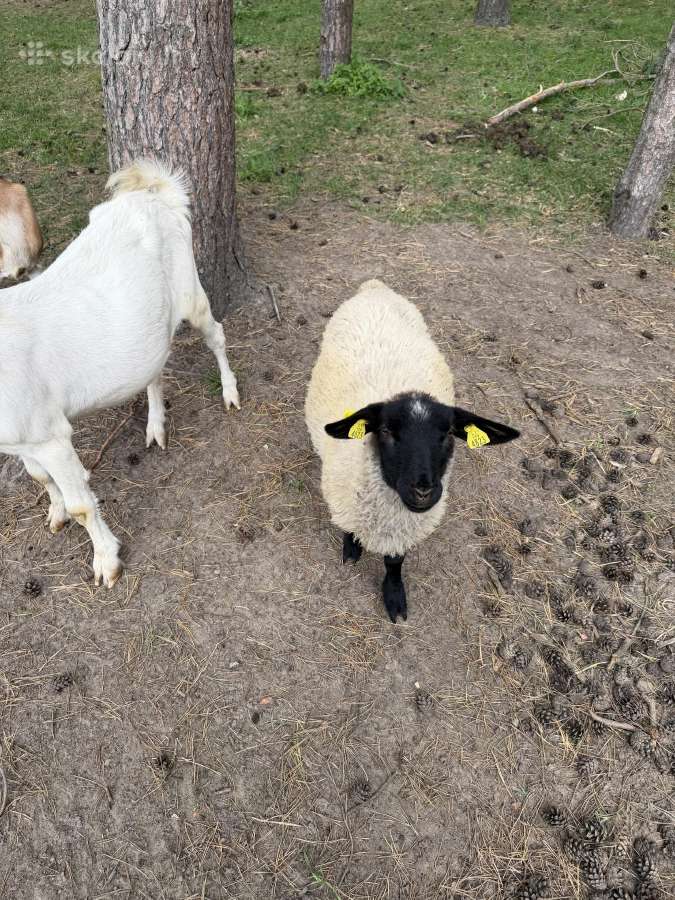 Parduodu Sufolkų veislės avis - nuotraukos Nr. 2